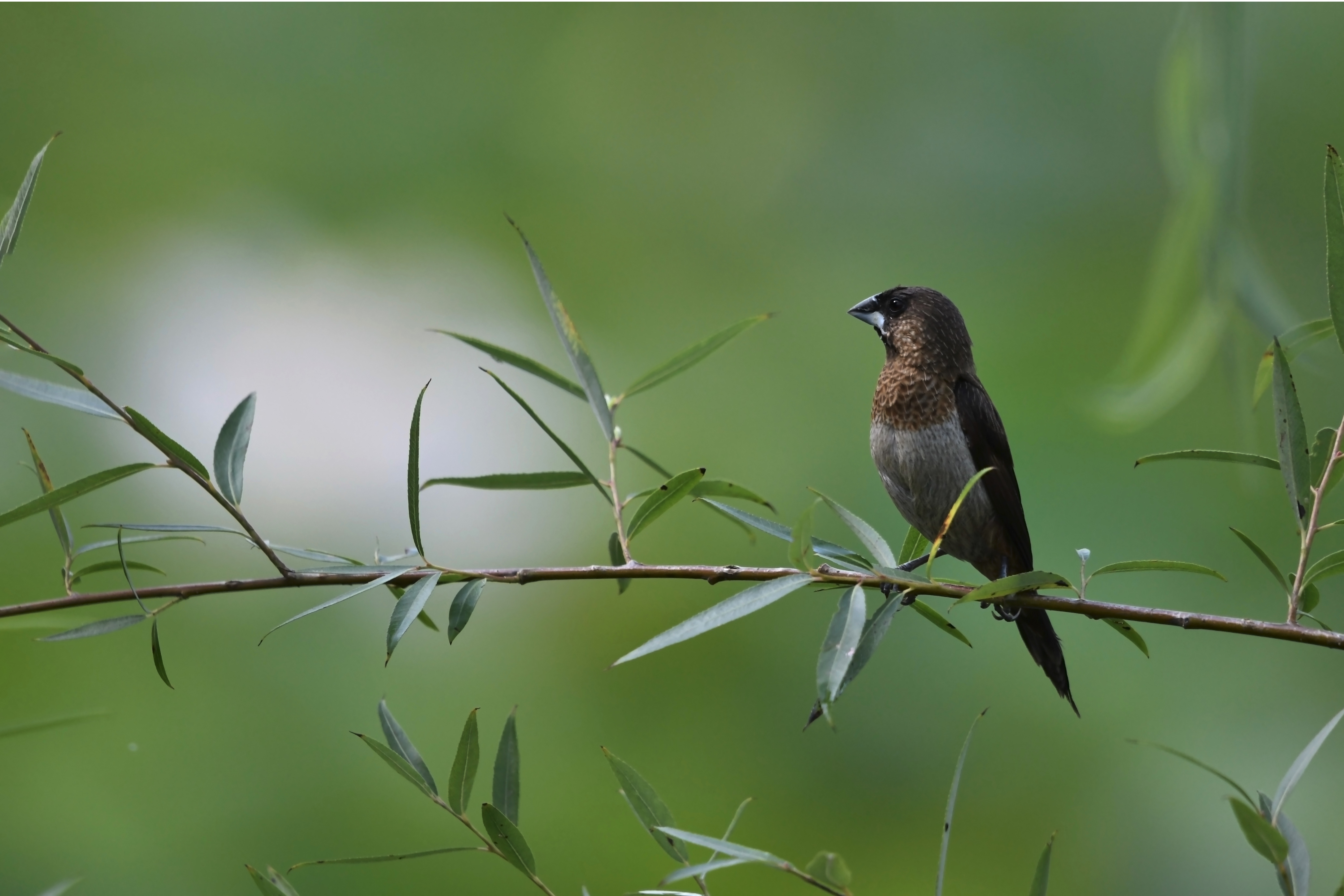 placeholder image sq